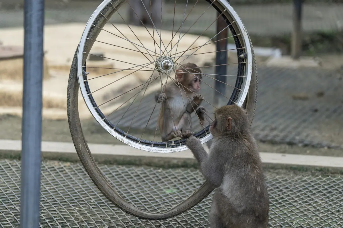 自転車 タイヤ