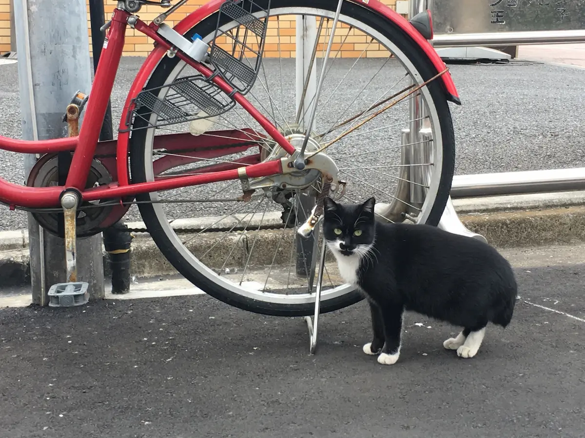 自転車後輪